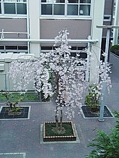 しだれ桜