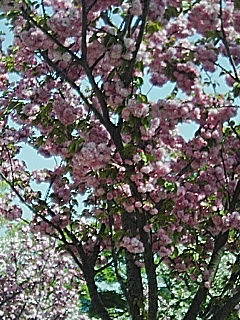 今年の花