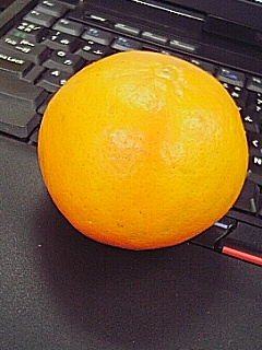 貰い物のミカン