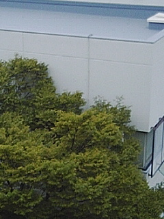 トンボ飛来ちぅ