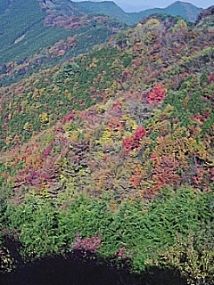 紅葉