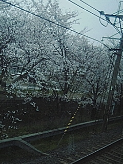 桜