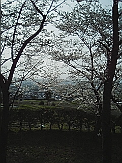 お花見
