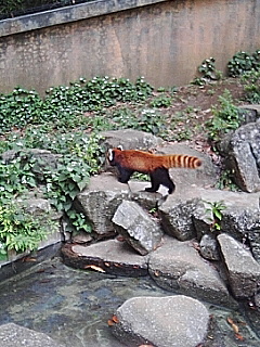 風太