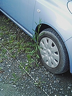 駐車場の雑草
