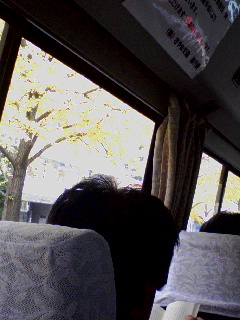 御堂筋の銀杏