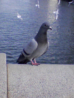 ハト