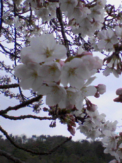 花見