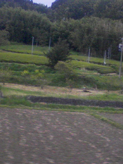 茶畑２