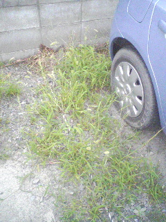 駐車場の雑草
