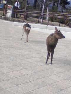 鹿