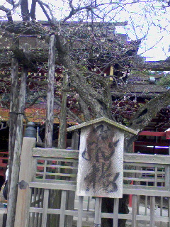 飛梅