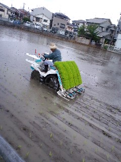 田植え