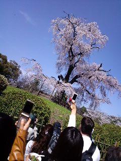 しだれ桜