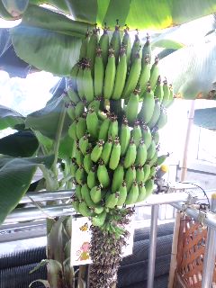 水耕栽培でバナナ