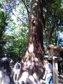 巨木