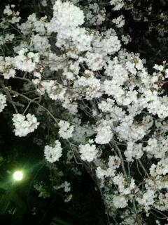 公園の桜