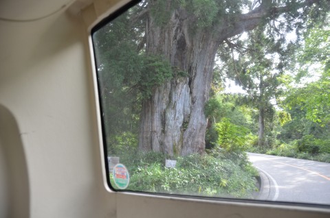 立山杉