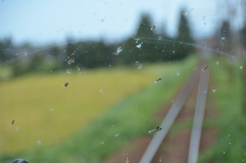 虫