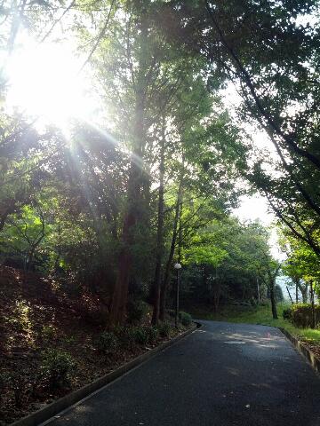 木漏れ日風景