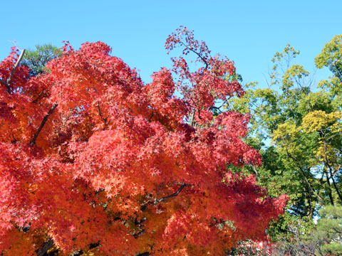 紅葉