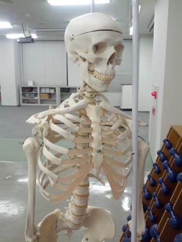 骨格模型
