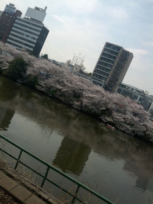 川辺の桜