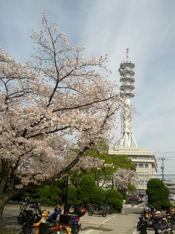 桜の風景