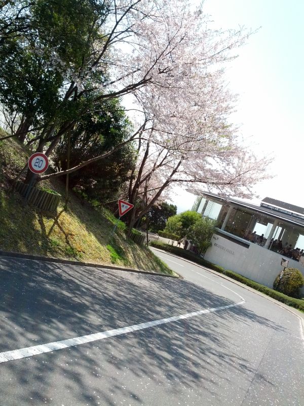 桜の風景