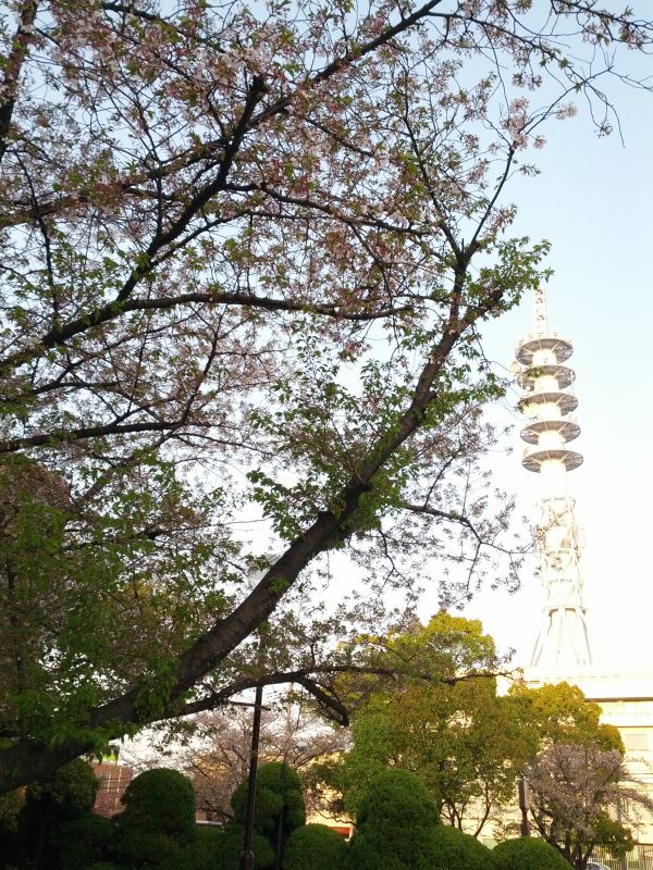 葉桜