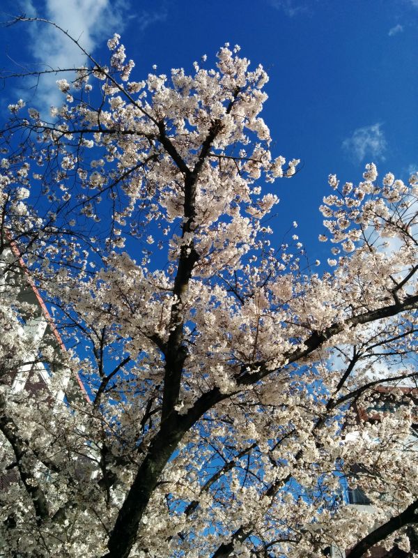 仕事場の桜