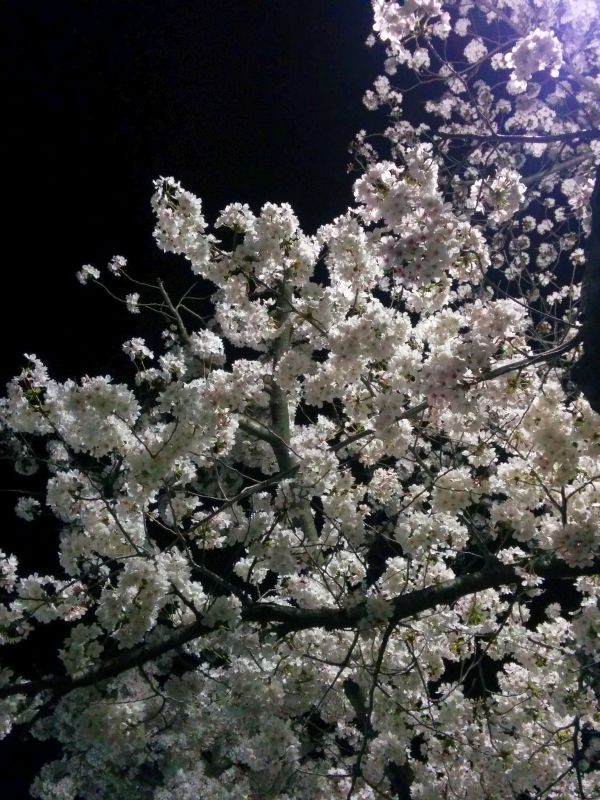 夜桜の撮影