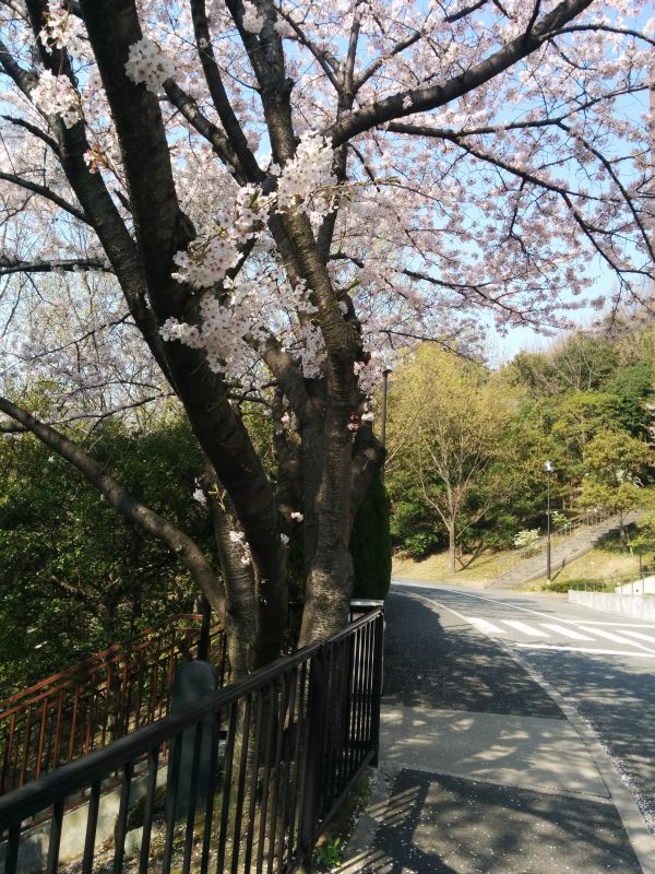 桜の風景