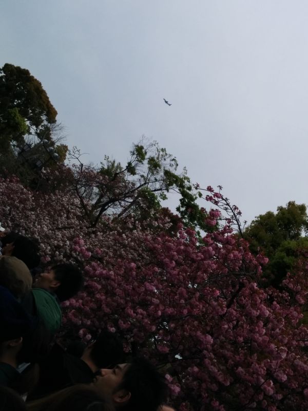 桜と飛行機