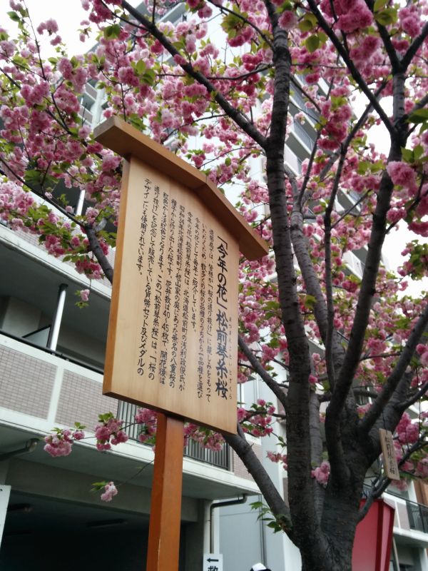松前琴糸桜