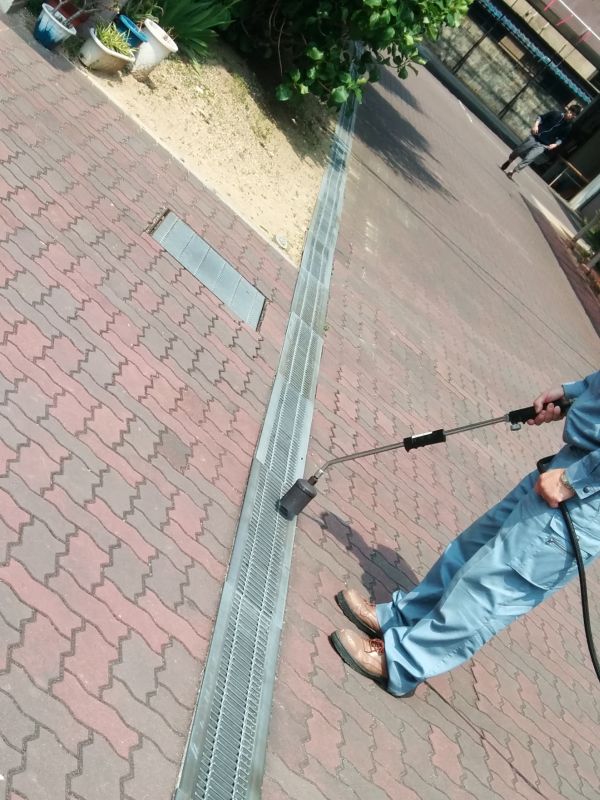 セアカコケグモ