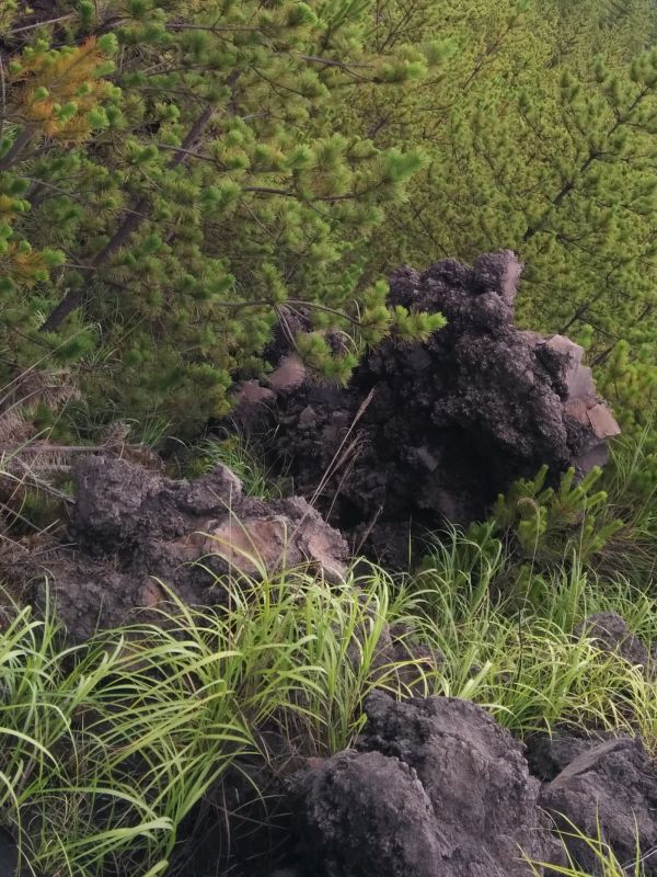 桜島で松