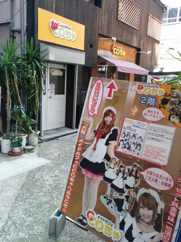 にゃんこカフェ