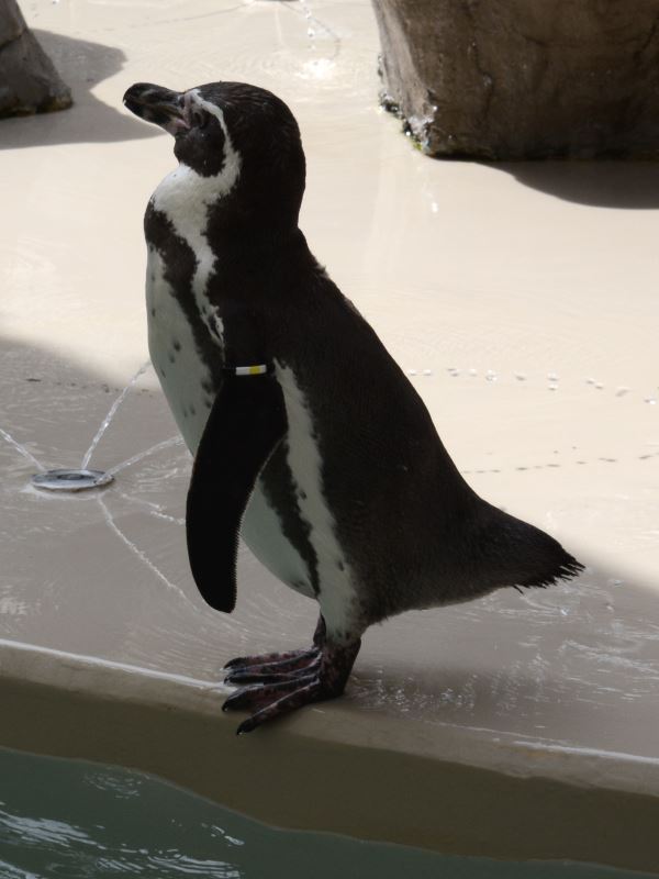 フンボルトペンギン２