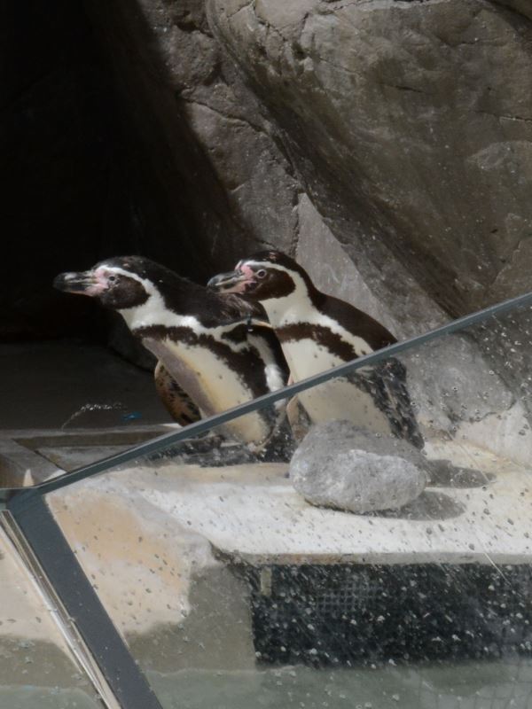 つがいのペンギン