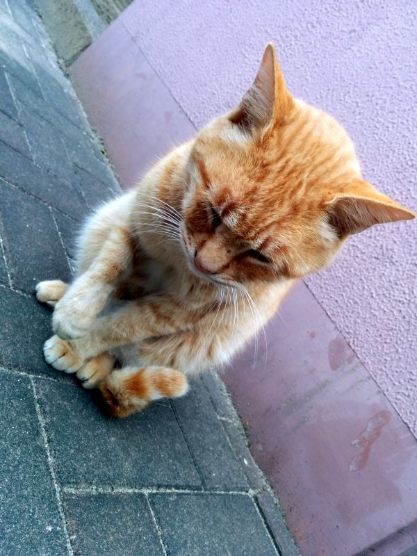 本日の看板猫