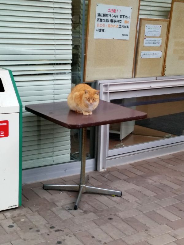 本日の看板猫