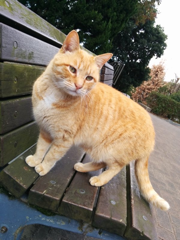 本日の看板猫