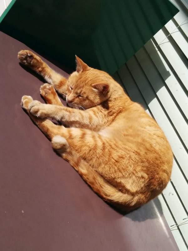 本日の看板猫