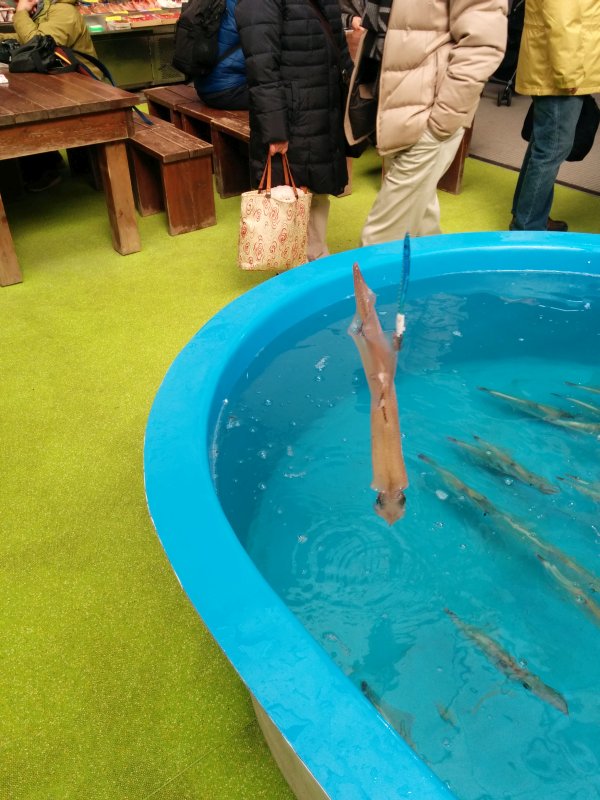 本日の釣果