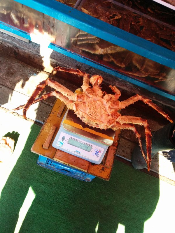 朝市のカニ