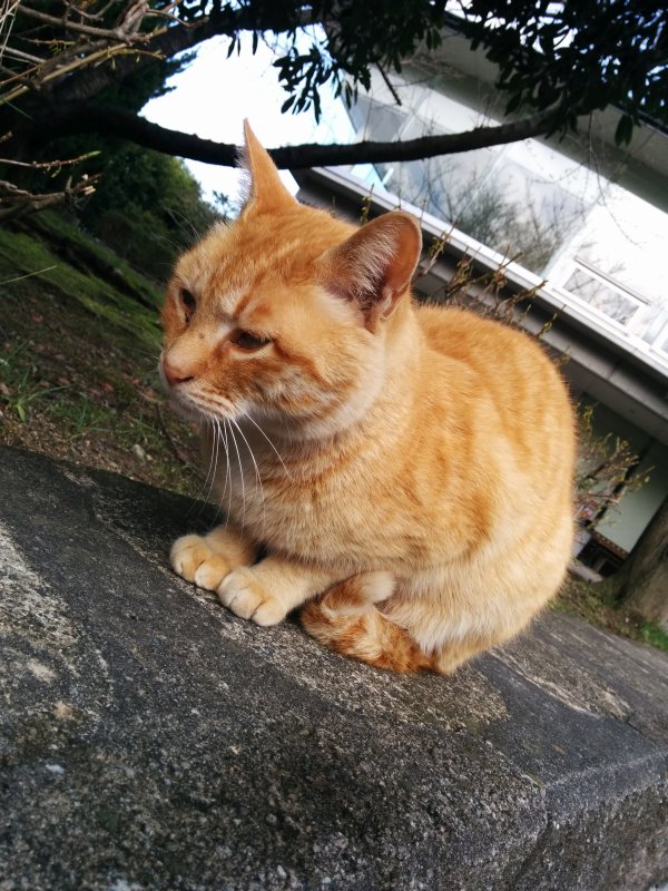 本日の看板猫