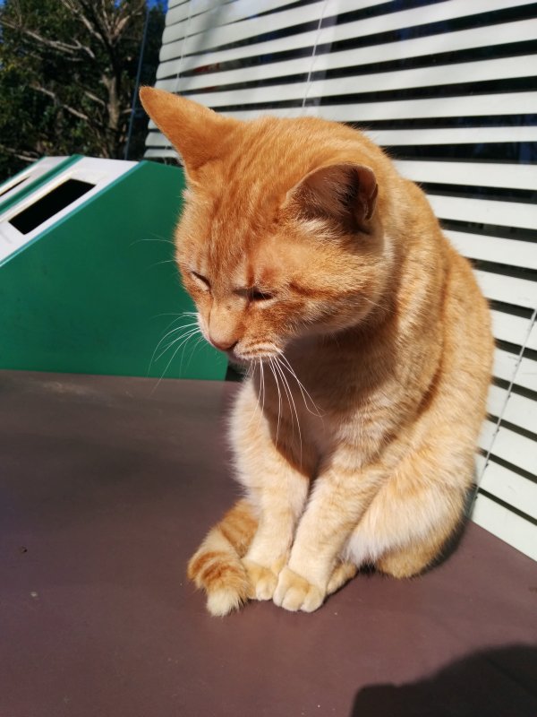 本日の看板猫