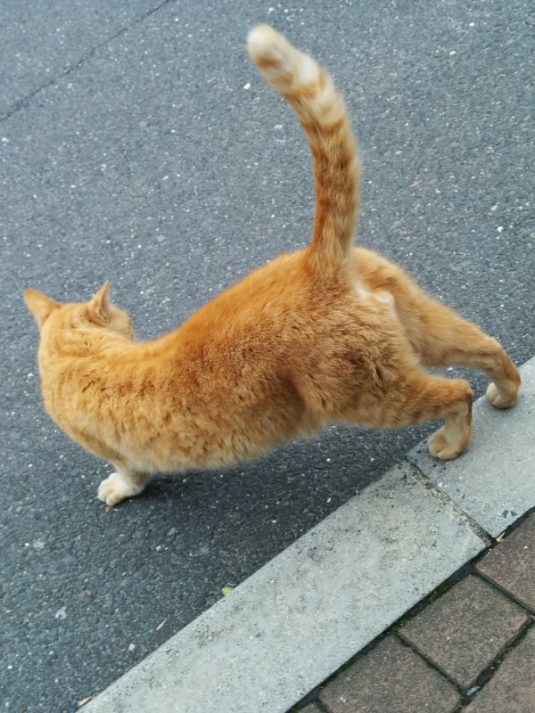 本日の看板猫