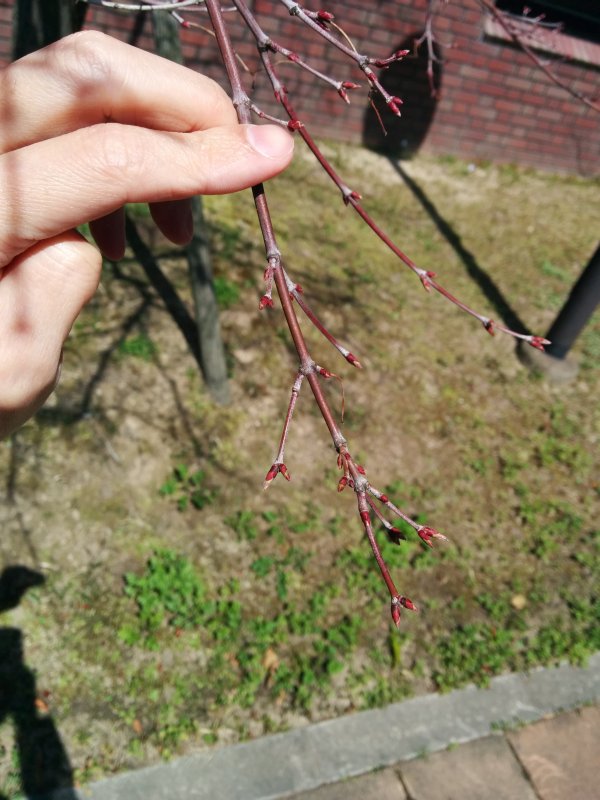 桜の開花